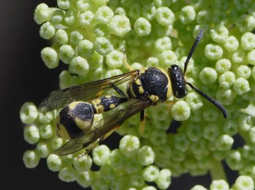 Réf. 239 368 : Eumenes mediterraneus mediterraneus